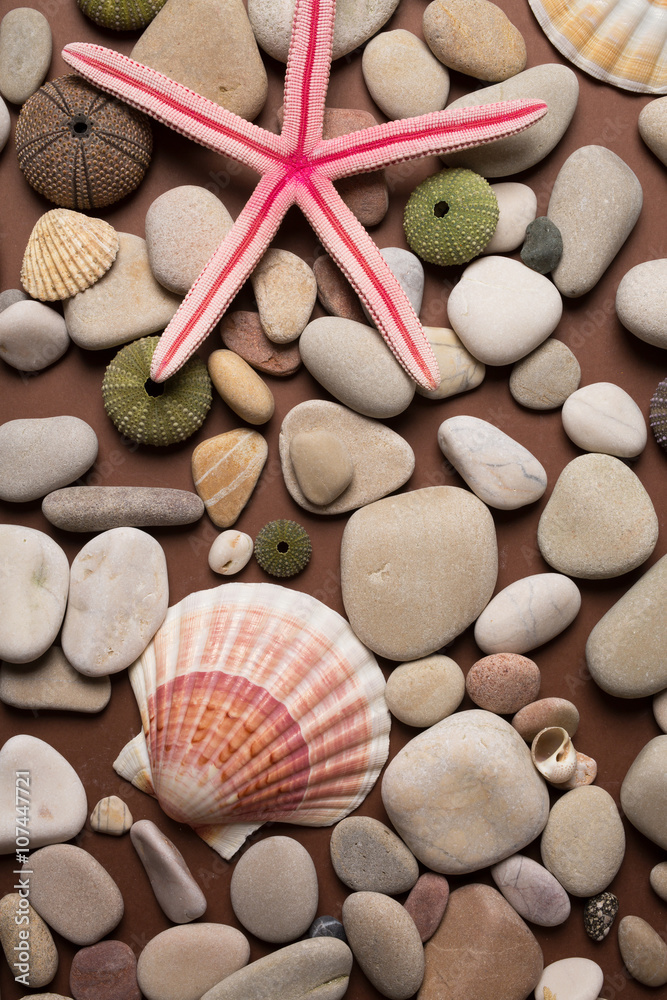 Background of pebbles, different shells and starfishes