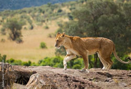 l lioness on african savannah