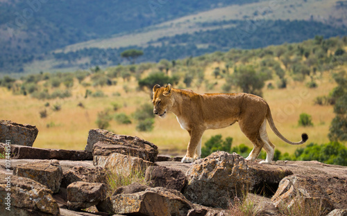 Big lions on african savannah