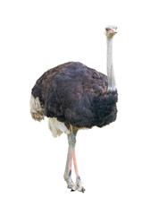 Plexiglas schilderij Struisvogel Afrikaanse tweetenige struisvogel uitgesneden  © Valerii Kaliuzhnyi