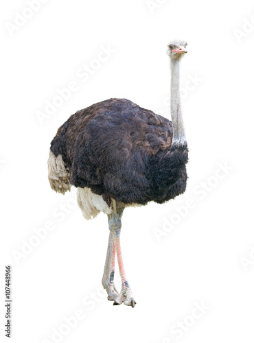 African two-toed ostrich cutout