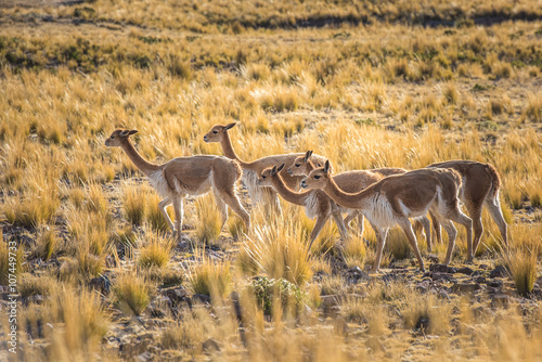 Group of vicunas in the peruvian Andes