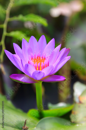 Beautiful of colorful purple water lily