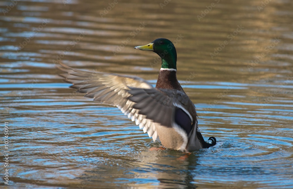 Erpel der Stockente (Anas platyrhynchos) schlägt im Wasser mit den Flügeln, Hessen, Deutschland Erpel der Stockente (Anas platyrhynchos) schlägt im Wasser mit den Flügeln, Hessen, Deutschland