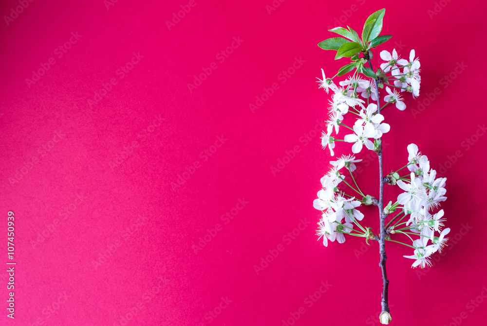 Blooming morello cherry branch on red paper background 