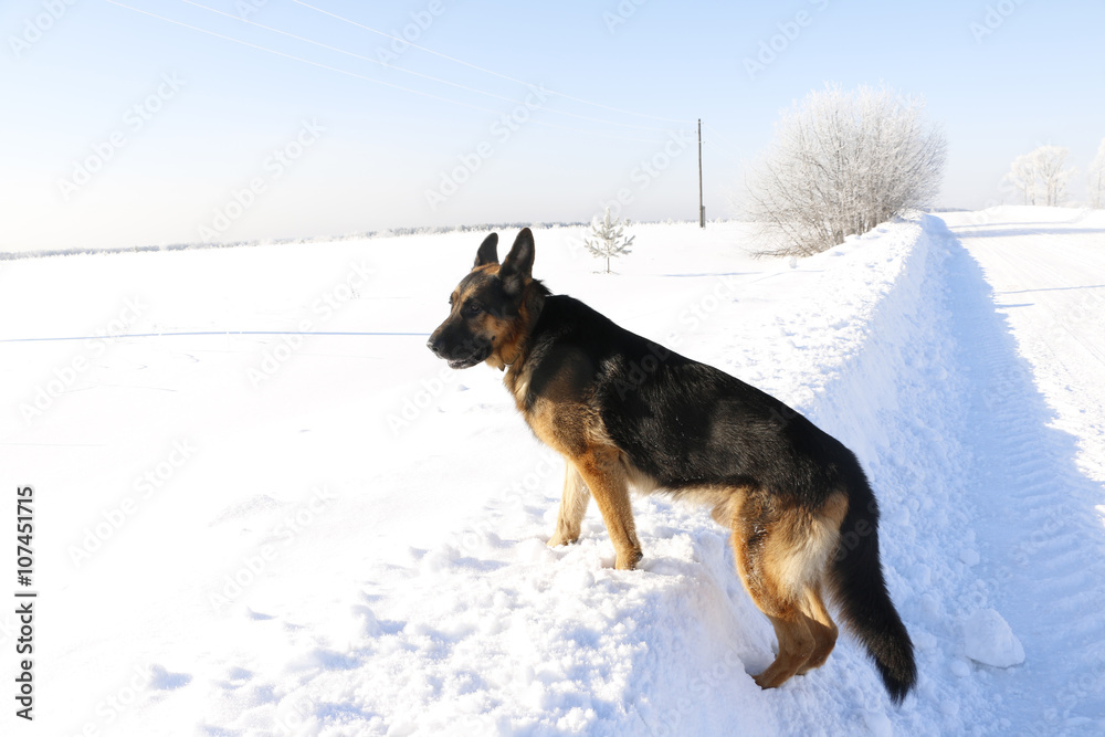 German shepherd dog on snow in winter day German shepherd dog on snow in winter day