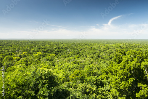 jungle from above, calakmul biosphere reserve in yucatan mexico photo