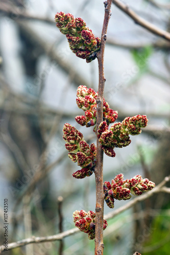 Flowering tree Pistacia mutica photo