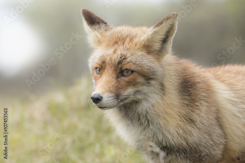Wild red fox