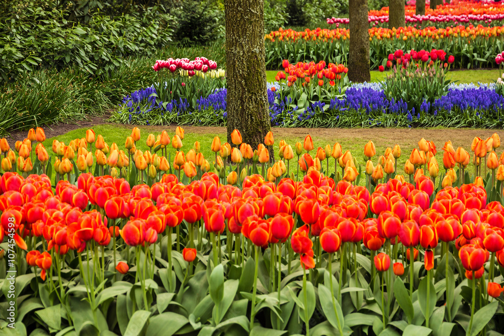 Park of flowers,.Tulip garden Keukenhof, Holland.