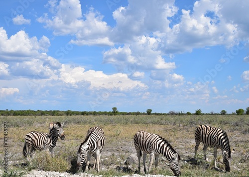 Blauer Himmel mit Wolken und grasenden Zebras