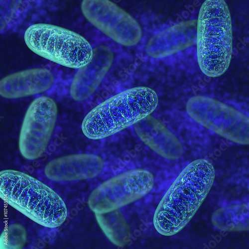 Mitochondria - microbiology 3d illustration photo