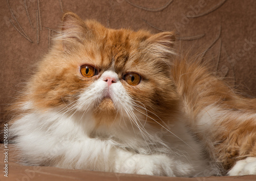 The Persian cat red with white color