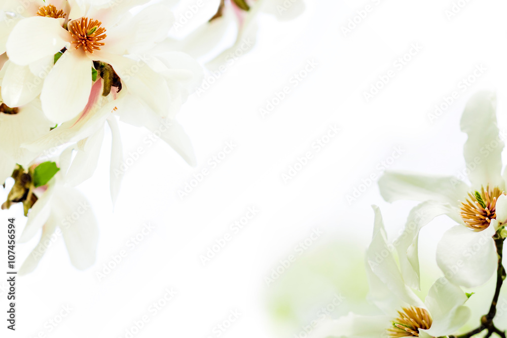 Obraz premium magnolia stellata blossoming in two corners