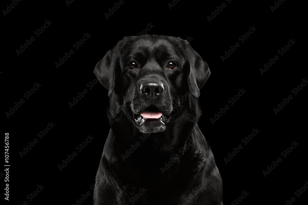 Closeup Portrait black Labrador Dog, Alert Looking, Front view,  Isolated