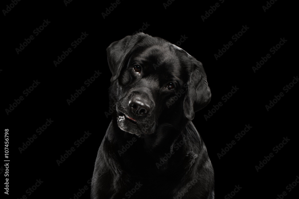 Closeup Portrait black Labrador Dog, Questioning Looking, Front view,  Isolated