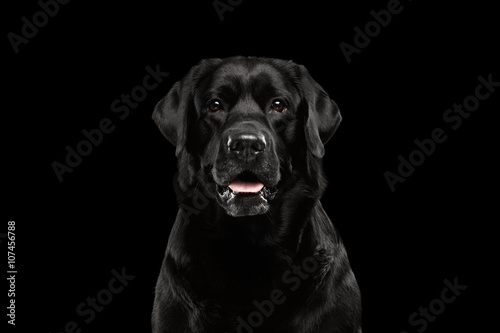 Closeup Portrait black Labrador Dog  Alert Looking  Front view   Isolated