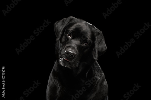 Closeup Portrait black Labrador Dog  Questioning Looking  Front view   Isolated
