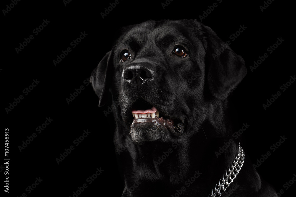 Closeup Portrait black Labrador Dog, Alert Looking, Front view,  Isolated