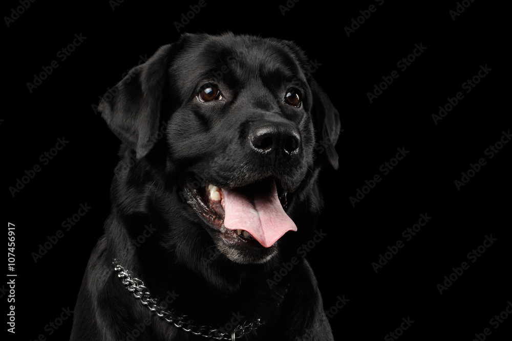 Closeup Portrait black Labrador Dog, Kind Looking, Front view, Isolated Closeup Portrait black Labrador Dog, Kind Looking, Front view, Isolated