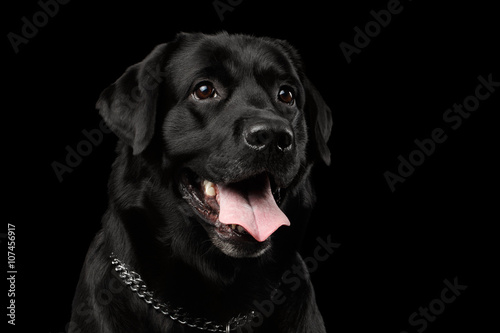 Closeup Portrait black Labrador Dog, Kind Looking, Front view,  Isolated © seregraff