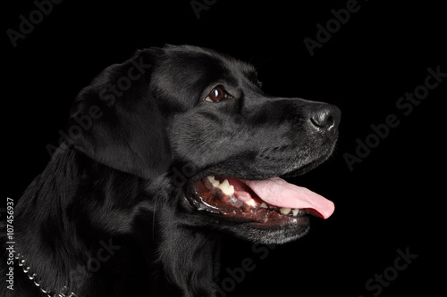 Closeup Portrait black Labrador Dog, Kind Looking, Profile view,  Isolated © seregraff