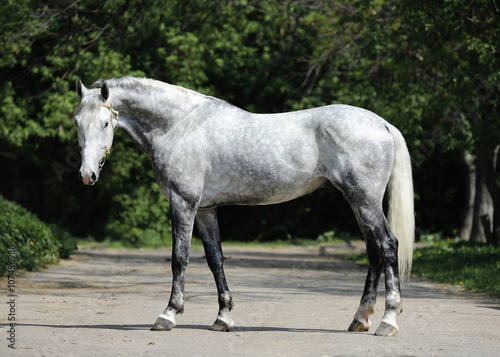 Obraz na płótnie Conformation of the gray orlov trotter w salonie