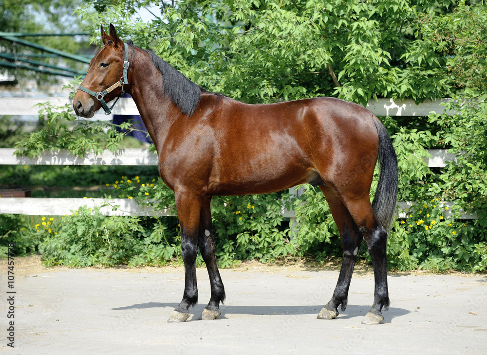 Conformation of the bay trotter