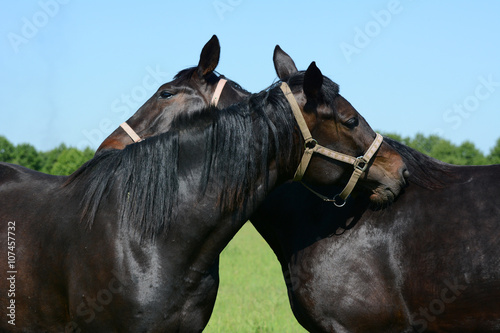 friendship of two horses