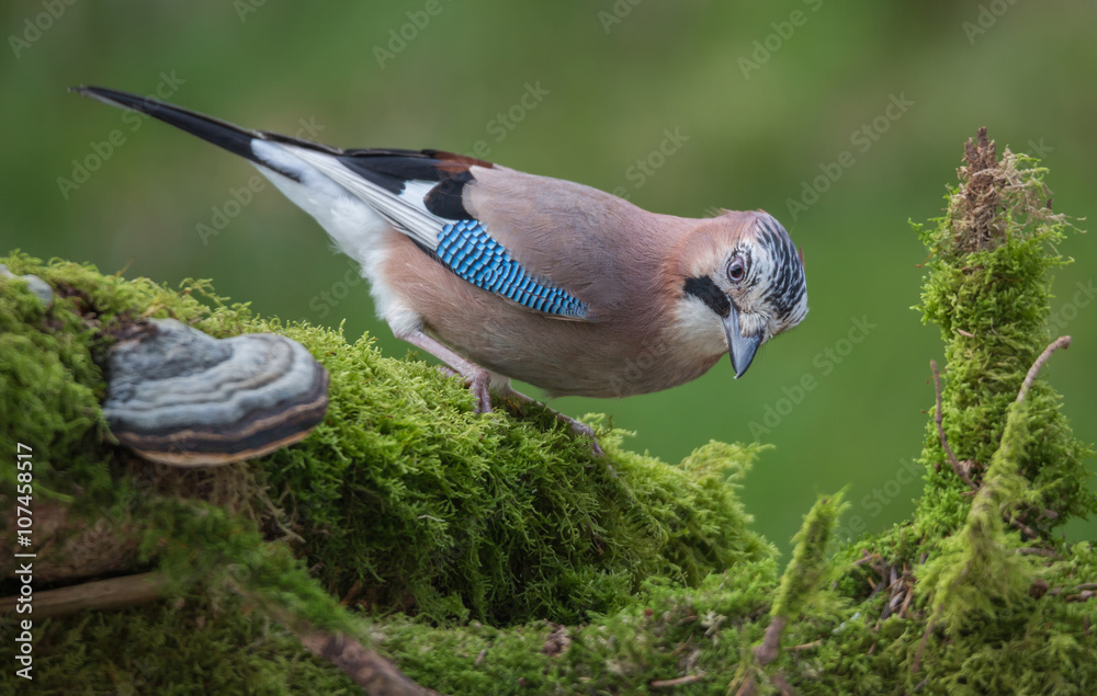 Fototapeta premium Geai des chênes