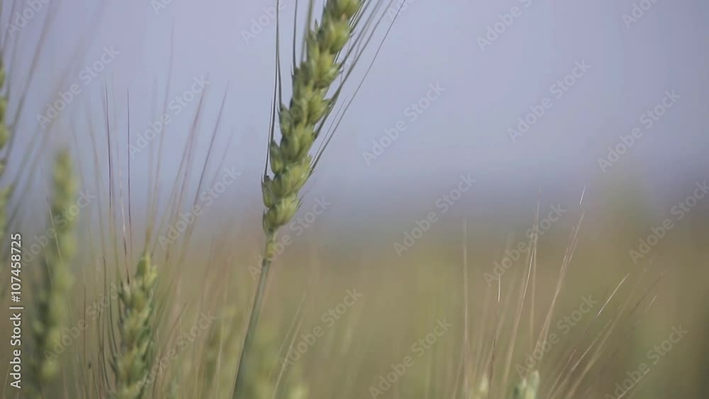 Agedrye field. Close up on golden bread corn or wheat heads or pieces of wheat moving by the wind. Dolly shot and rack focus. Agedrye field. Close up on golden bread corn or wheat heads or pieces of wheat moving by the wind. Dolly shot and rack focus.