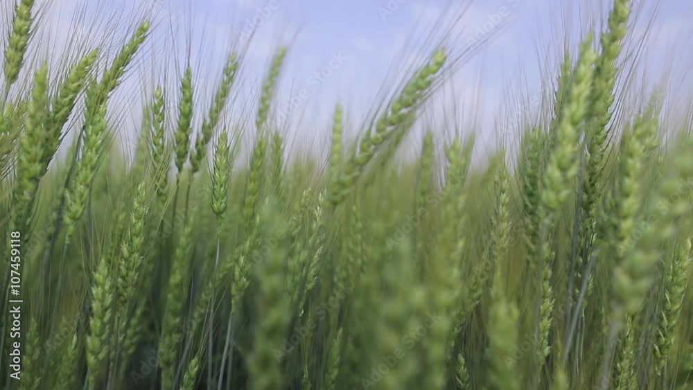 Green rye field. Close up on bread corn against sun flares. Dolly shot and rack focus. Green rye field. Close up on bread corn against sun flares. Dolly shot and rack focus.