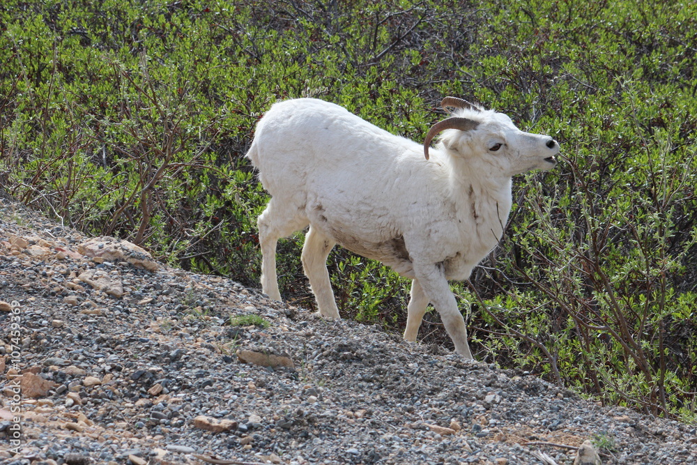 Obraz premium Dall Sheep in Alaska