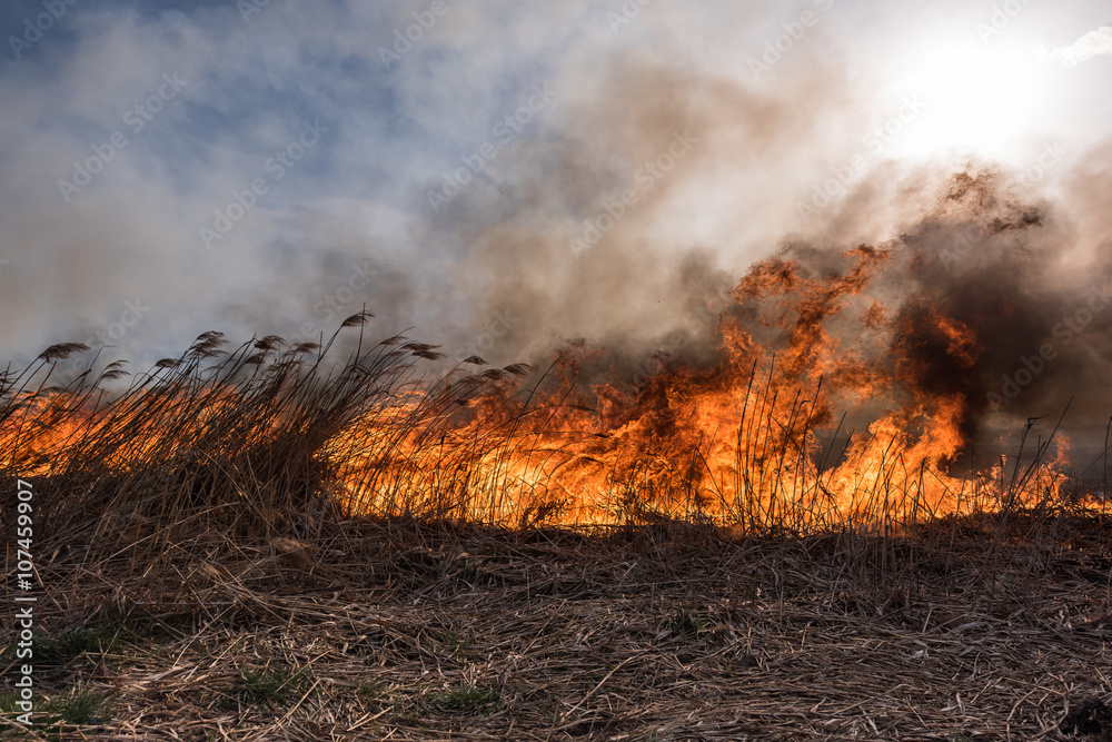 Burning dry grass and reeds at sunset. Natural disaster.