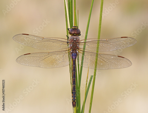 Libellula Anax ephippiger photo