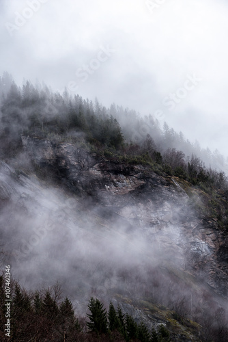 Trees on mountain slope bedded in fog. Vertical composition