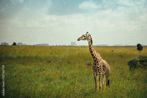 A giraffe walking free in national park Nairobi, Kenya  photo