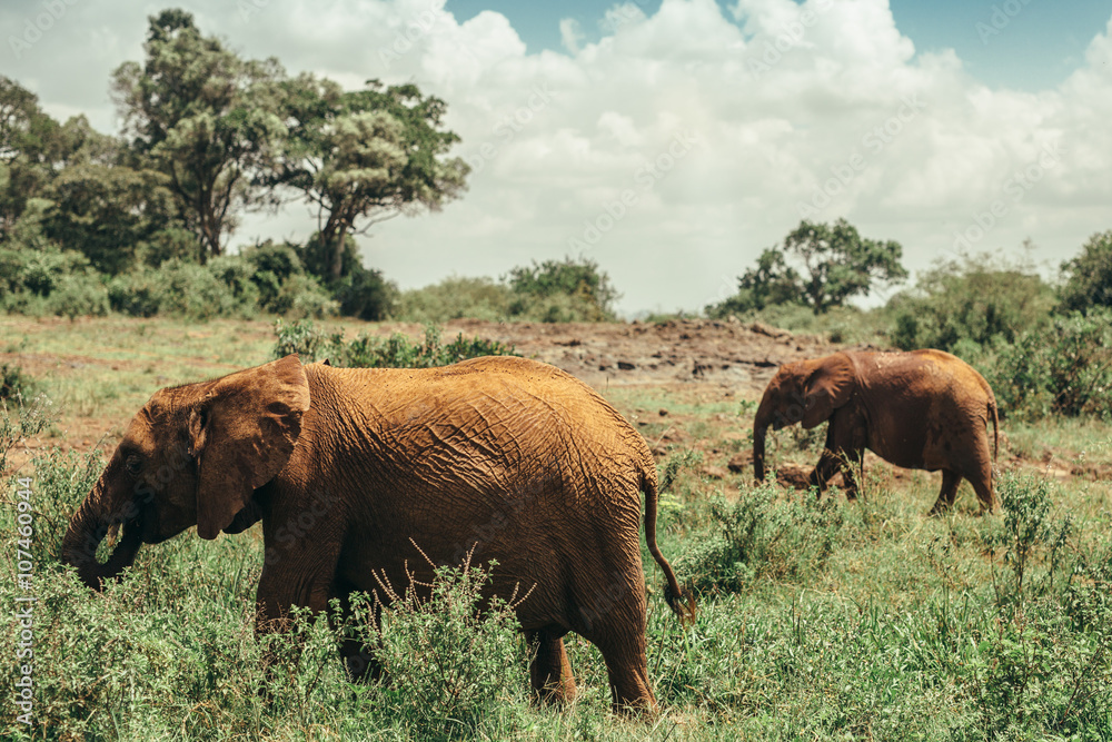 Baby elephants walking in national park Nairobi, Kenya 