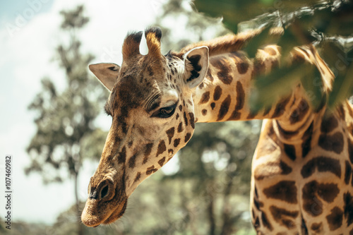 A young beautiful  giraffe in National park Nairobi, Kenya 