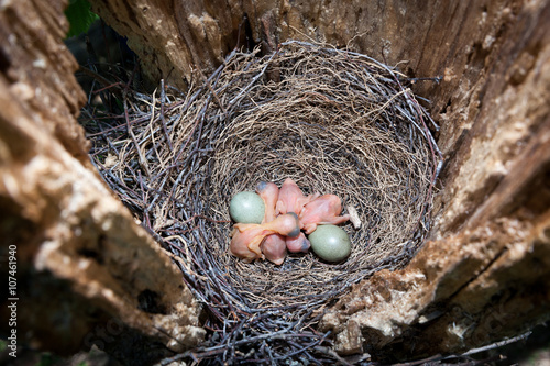 Nest of Jay (Garrulus glandarius). Eggs and chicks