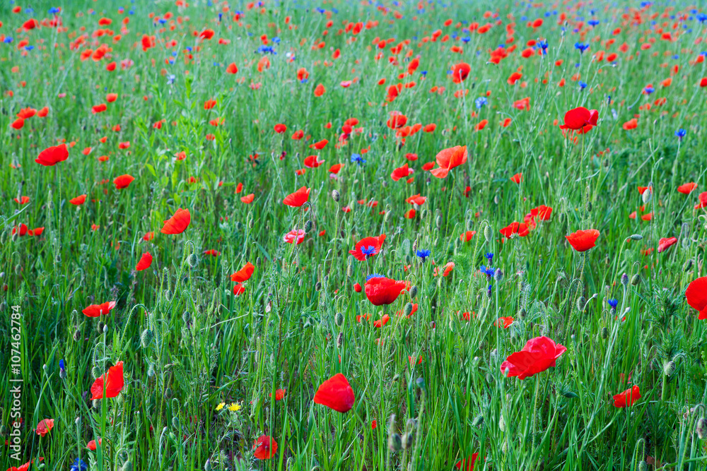 Fototapeta premium red poppy field