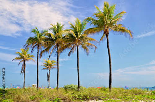 The Palms Trees