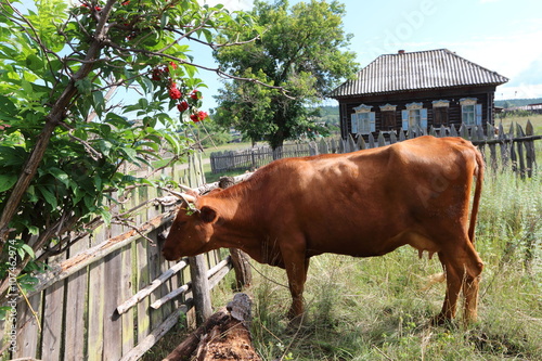 Grazing cow in the remote Russian village