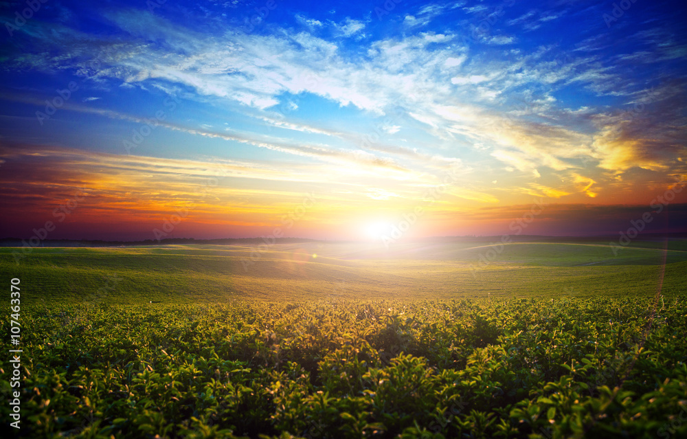 Obraz premium Green Field and Beautiful Sunset