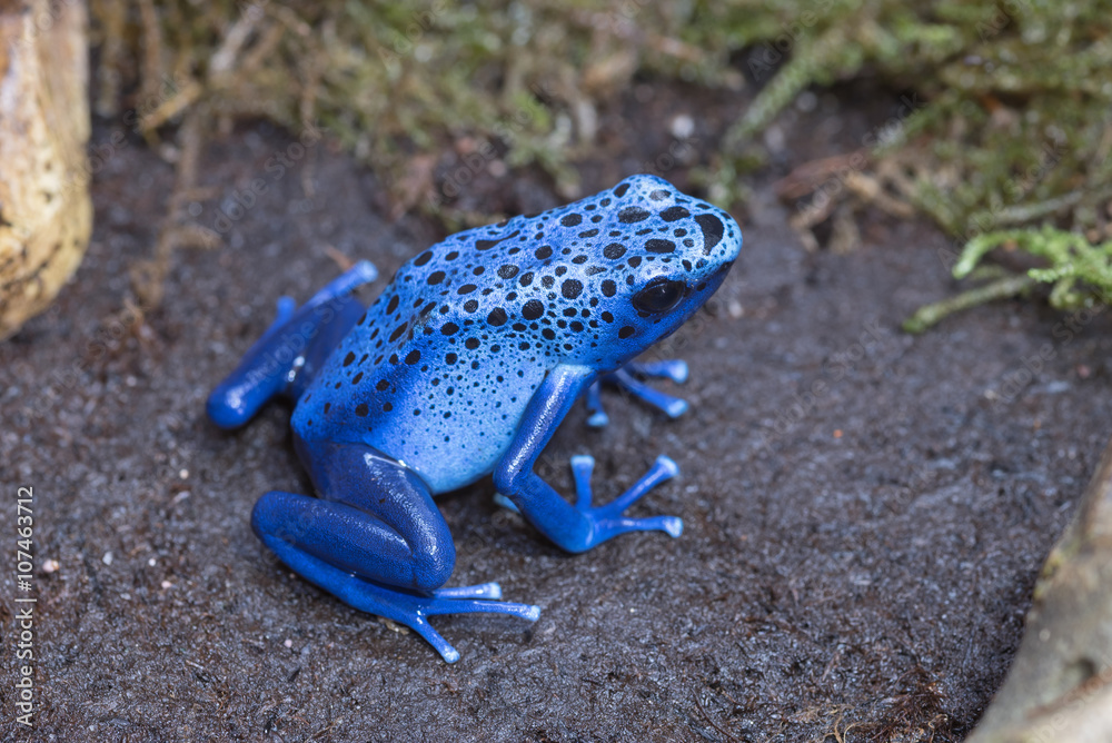 Obraz premium Blauer Pfeilgiftfrosch (Dendrobates tinctorius azureus)