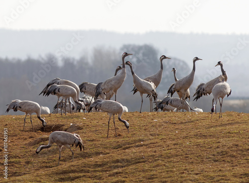 Group of crane birds standing on the grass © hans_chr