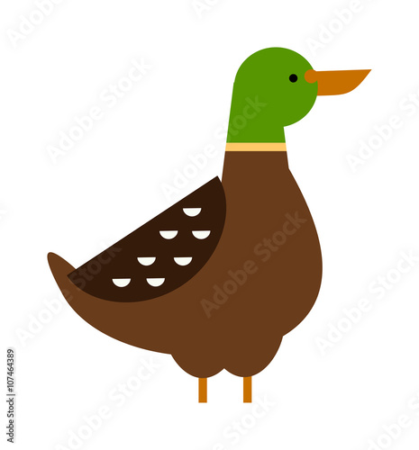 Cartoon duck farm animal character vector. 