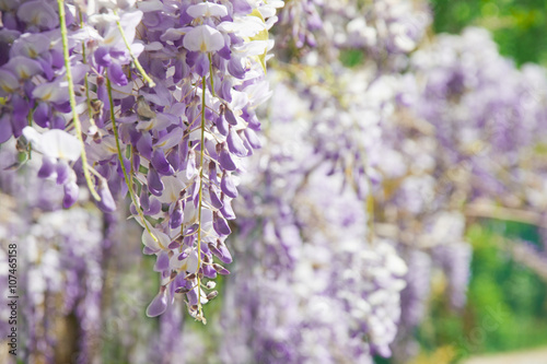Wisteria sinensis Prolific