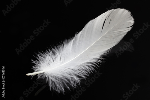 Leinwand Poster white swan feather isolated on black background