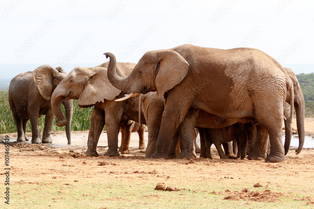 Fototapeta premium Hellooooo